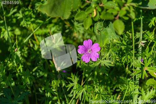 Image of Flower a wild geranium