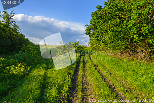 Image of Forest road