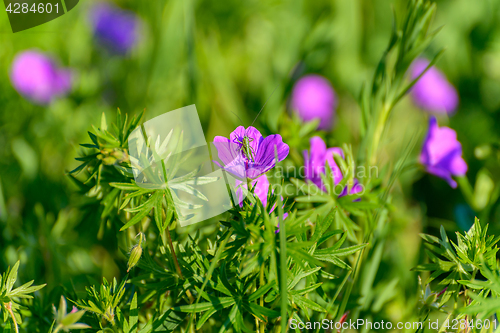 Image of Grasshopper on the flower