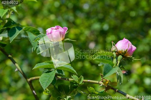 Image of The flowers are wild roses