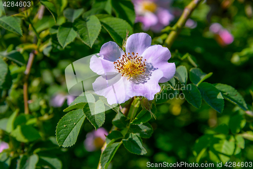 Image of The Rosehip flower