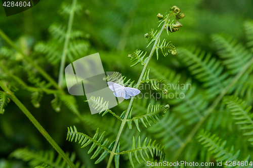 Image of White butterfly