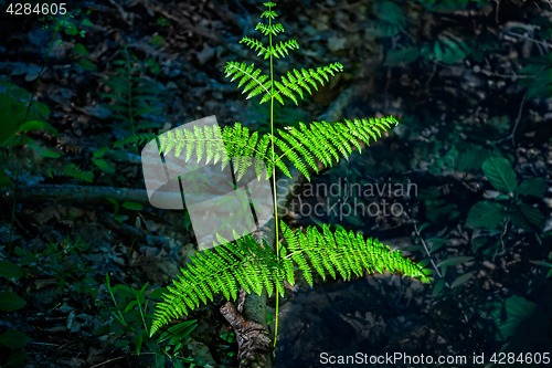 Image of Branch of a fern