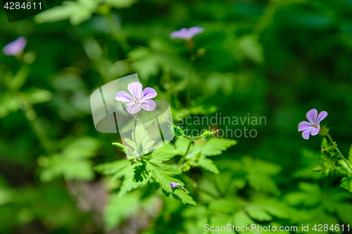 Image of Geranium robertianum 