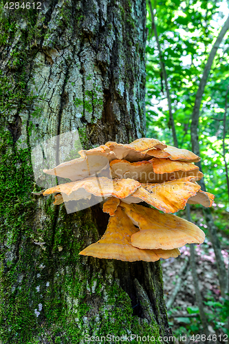 Image of The tinder fungus