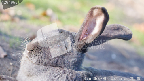 Image of Purebred rabbit Belgian Giant resting outside in the sun