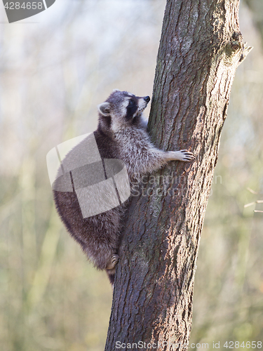 Image of Raccoon up a tree