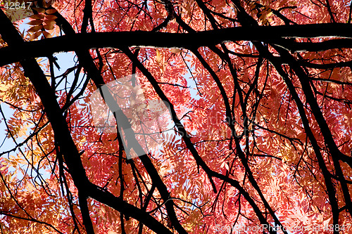 Image of Red leaves and black boughs, autumn in Sweden