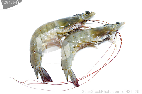 Image of Fresh raw prawns