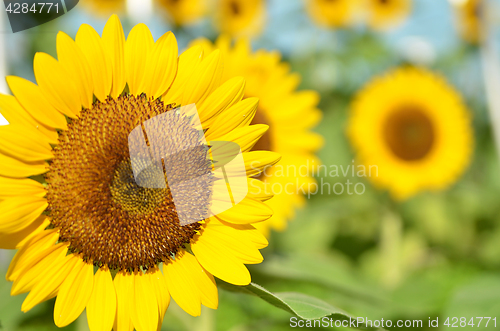 Image of Yellow Sunflower field