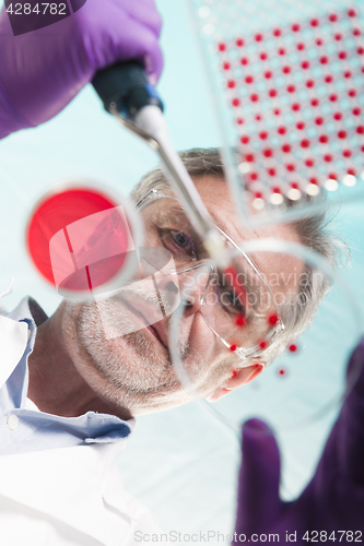 Image of Senior life science researcher grafting bacteria.