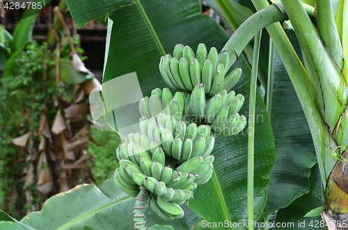 Image of Young green banana on tree