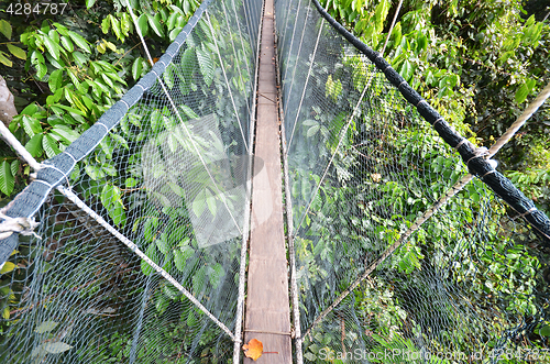 Image of Poring Treetop Canopy Walk