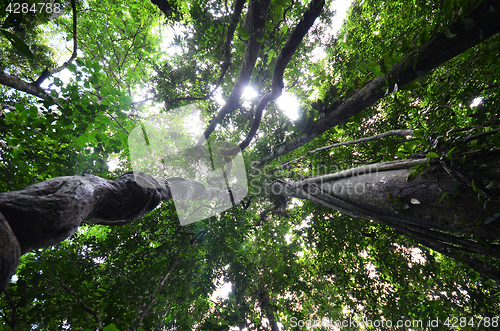 Image of Looking up through fresh green tree canopy