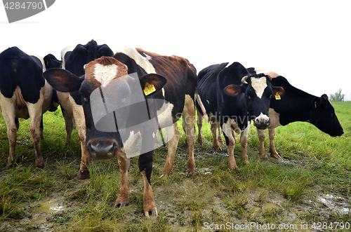 Image of Cattles at Desa Dairy Farm Kundasang 