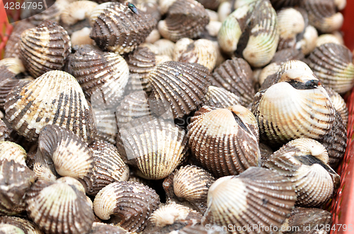 Image of Super big cockles