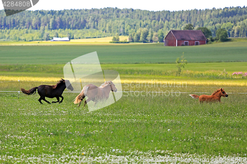 Image of Horses Run on Summer Field