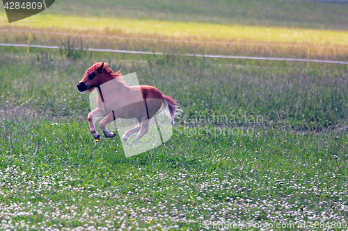 Image of Foal Runs on Meadow in Evening Light