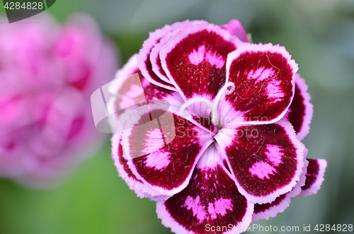 Image of Pink carnation flower in garden 