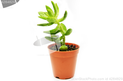 Image of Green succulent in pot 