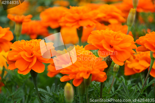 Image of Close-up of Calendula Officinalis