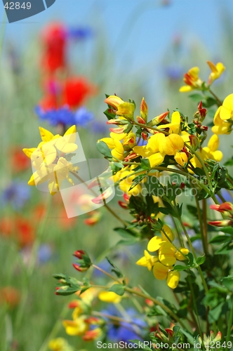 Image of Flowers