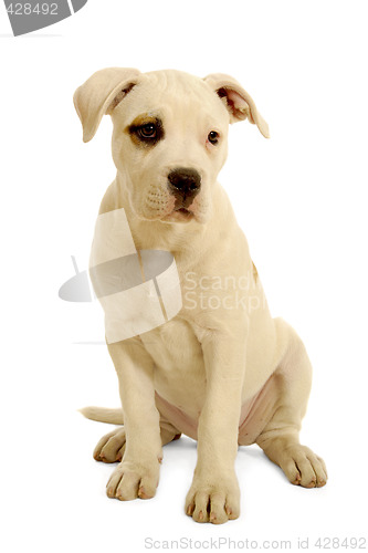 Image of White puppy