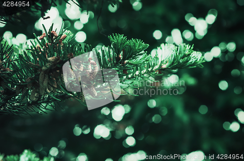 Image of Fir Branch Against the Backdrop of Bokeh