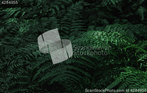 Image of Dark Green Fern Leaves