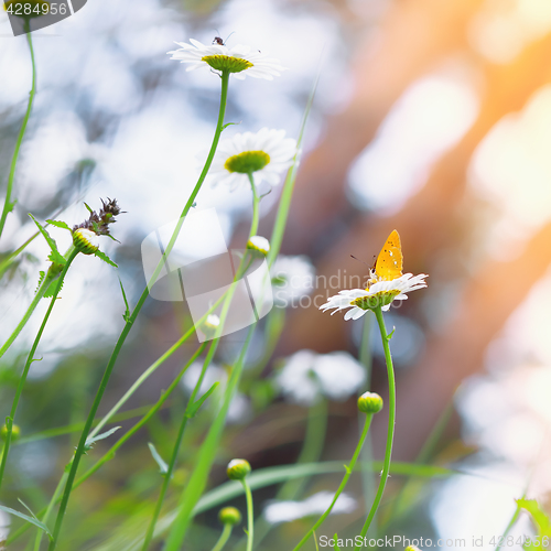 Image of Yellow Butterfly On a Daisy