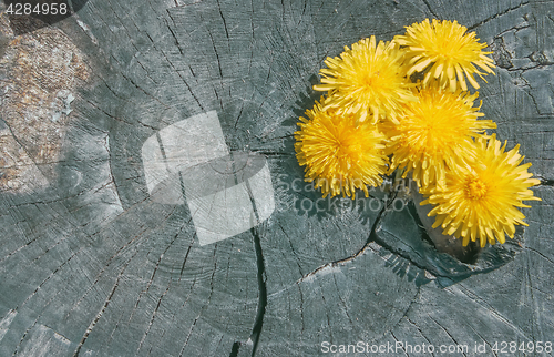 Image of Dandelion Flowers On The Old Wooden Background