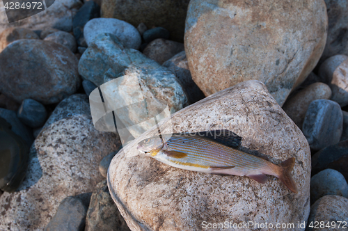 Image of grayling on pebble