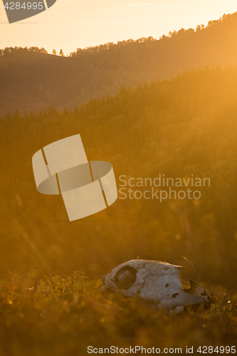 Image of Animal skull in a atumn grass