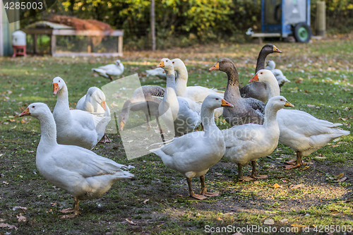 Image of Geese in outdoor enclosure