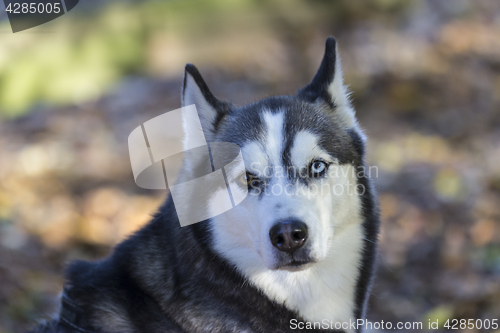 Image of Siberian Husky