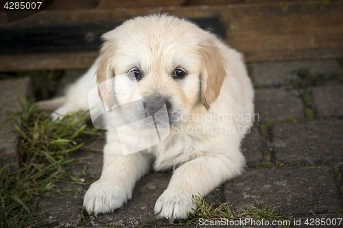 Image of Golden Retriever Puppy
