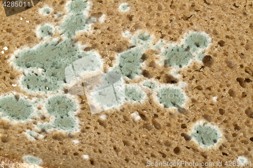 Image of Slices of moldy Bread