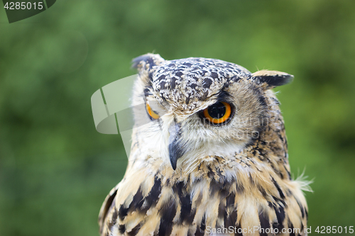 Image of Eagle Owl