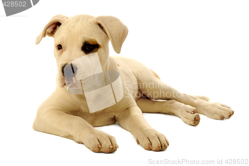 Image of Puppy
