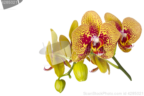 Image of Beautiful orchid flower