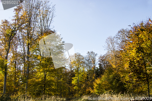 Image of Autumn forest impressions