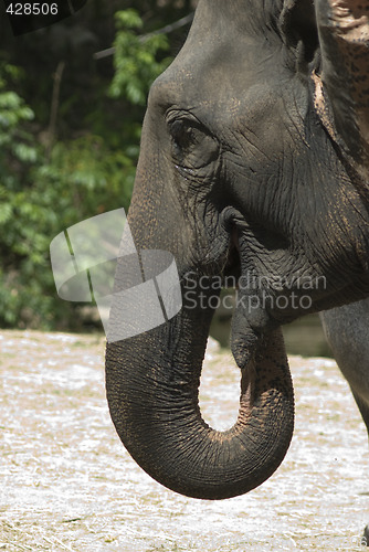 Image of Head of elephant
