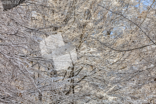 Image of Detail of a Forest in Winter 