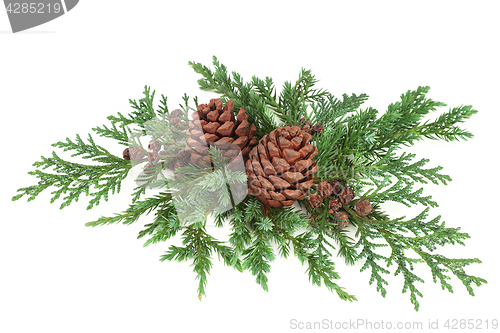 Image of Cedar Cypress with Juniper and Pine Cones