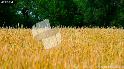 Image of yellow field