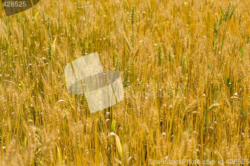 Image of field of wheat