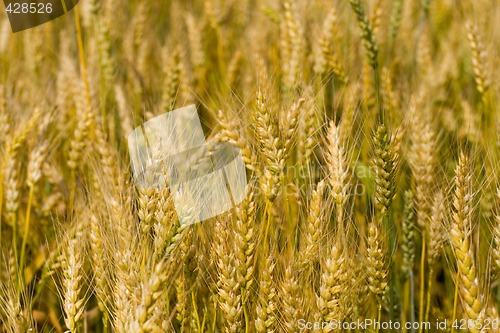 Image of Field of wheat