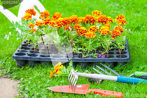 Image of Flowers ready for planting on a flower bed