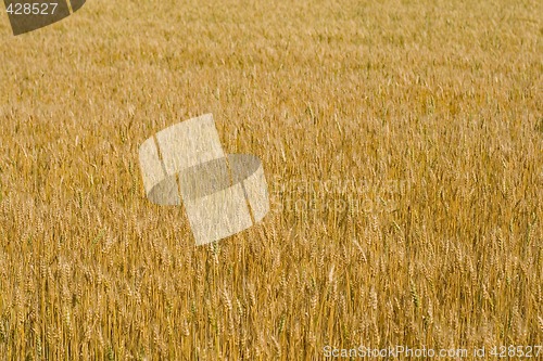 Image of field of wheat