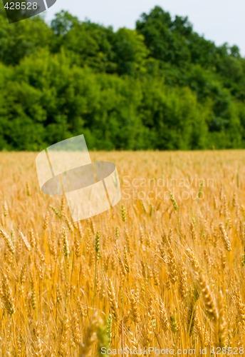 Image of Field of wheat